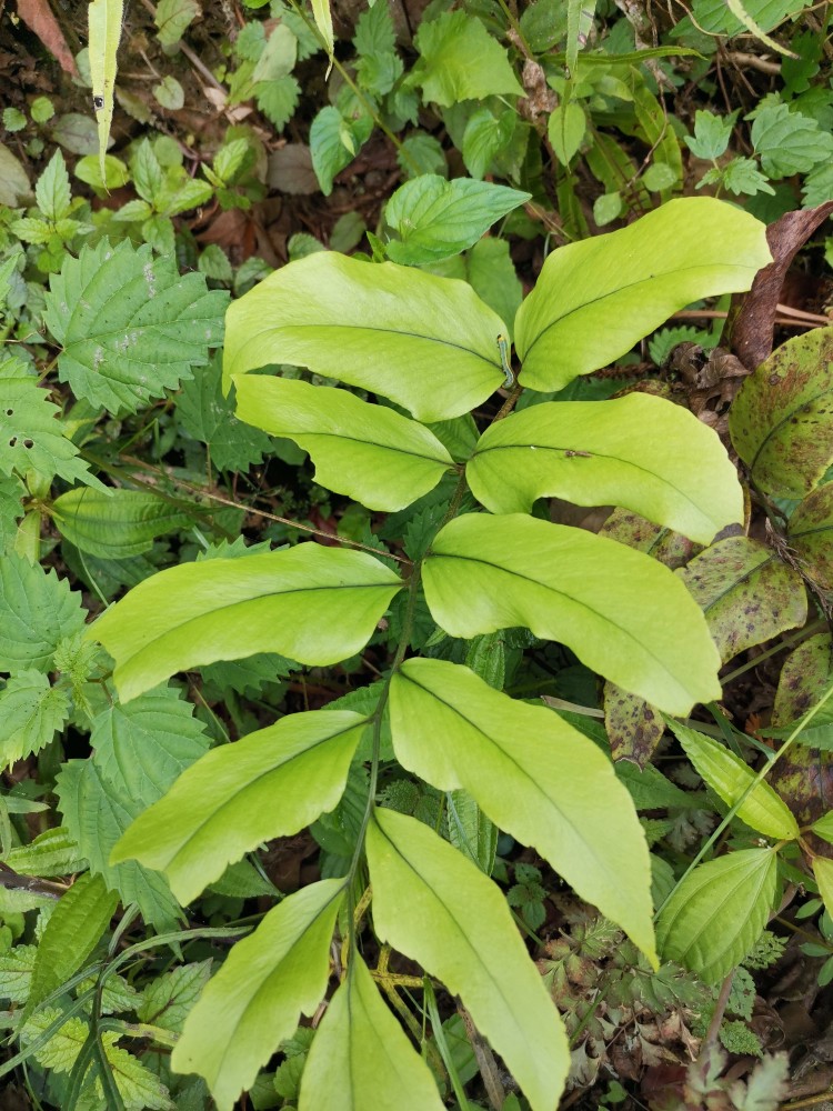 峨眉山野生药材系列贯众