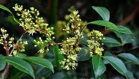 冰片作为伤科外用药,消肿止痛效佳,有立竿见影之功.