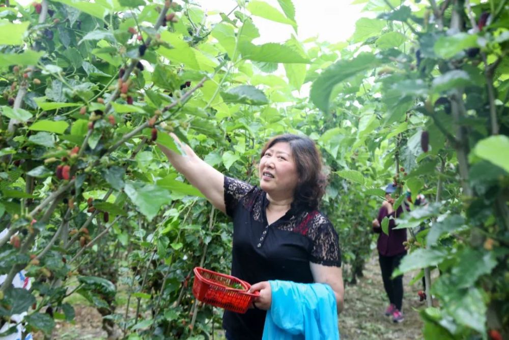 桑葚熟啦上虞这里就有一大片采摘园