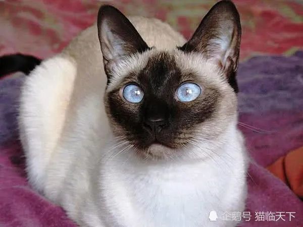 最古老家猫,泰国贵族猫,古暹罗被尊为圣兽