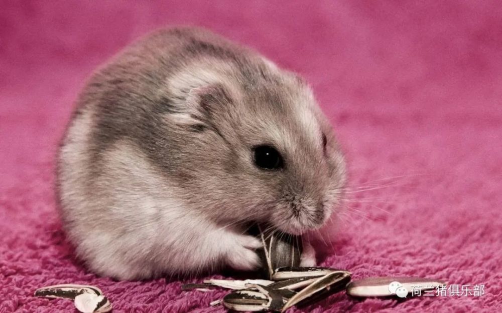 仓鼠是独居动物,他们领地性特别强,对进入领地的任何同类都不会太客气