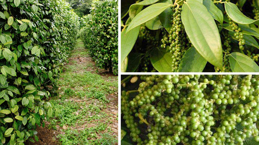 见过胡椒吗胡椒面是怎么做的如何使用哪些菜适合胡椒粉如何制作