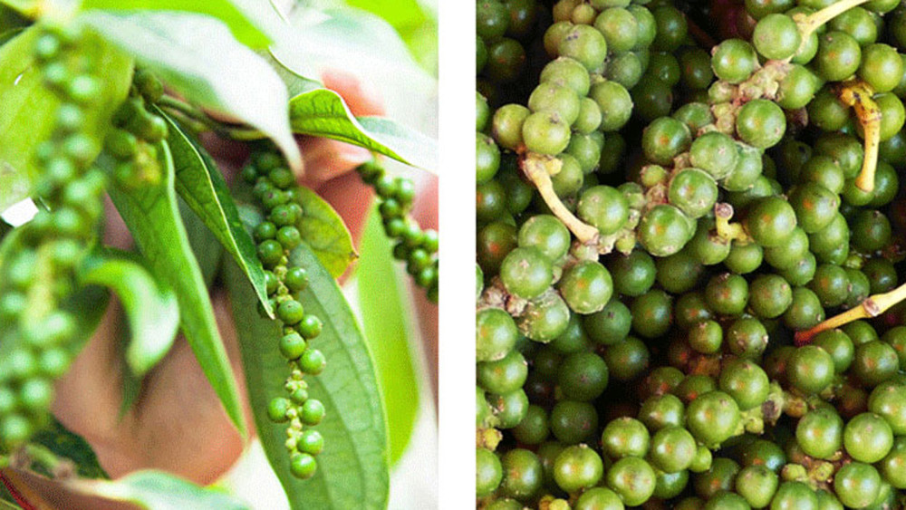 见过胡椒吗胡椒面是怎么做的如何使用哪些菜适合胡椒粉如何制作