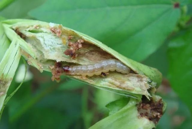 甲维盐打不死害虫 这样使用分分钟死光 腾讯新闻
