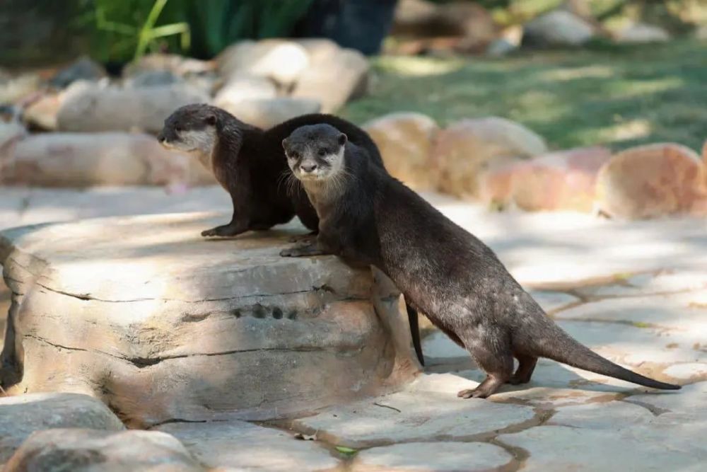 世界上現存最小的水獺品種上海野生動物園來了新萌寶