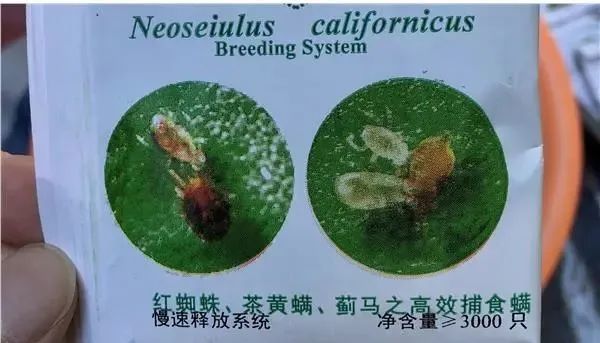加州新小绥螨在防治害虫方面具有防治效果好,适应性强,抗药性强,耐