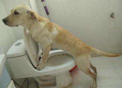 当宠物狗会用马桶了,你看见会是什么反应?网友直呼:画面太美