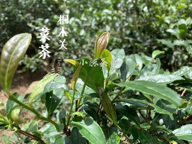 菜茶是武夷山独有的吗