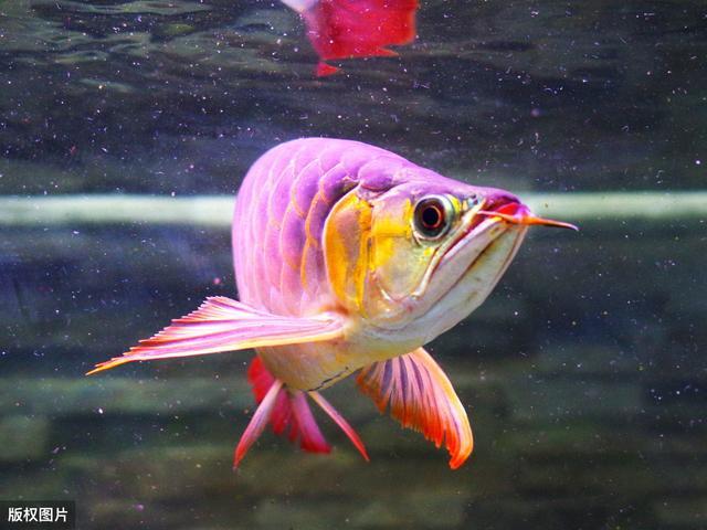 重庆明星鲤鱼"莽子"被偷后续:4名偷鱼者该如何处罚?引发热议