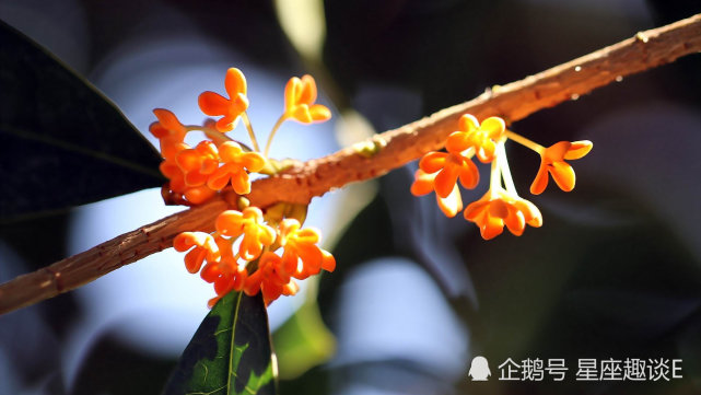 5月3日 9日星座运势 双子明确目标 天秤警惕性高 双鱼突破重围 双子座 天秤座 星座运势 双鱼座