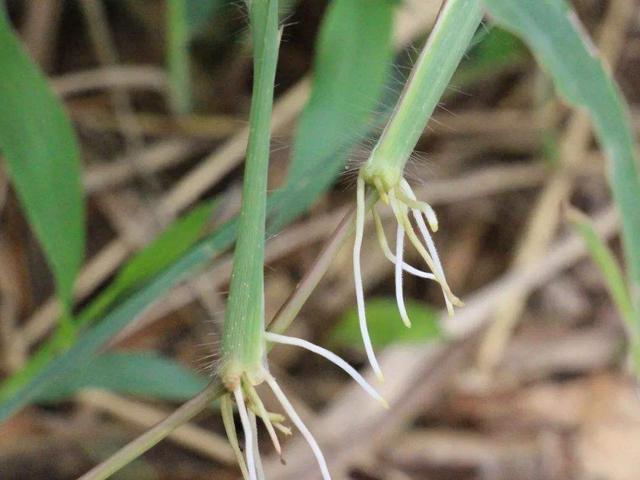 有种野草叫马唐,农民伯伯对其恨之入骨,动物却非常喜欢