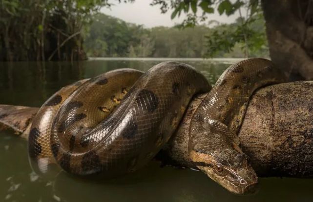 世界上重量级巨蛇可重达250公斤但远没有电影中恐怖
