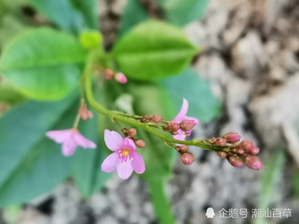 潮汕中草药之土人参 既可观赏又可药疏兼用 功效大 腾讯新闻