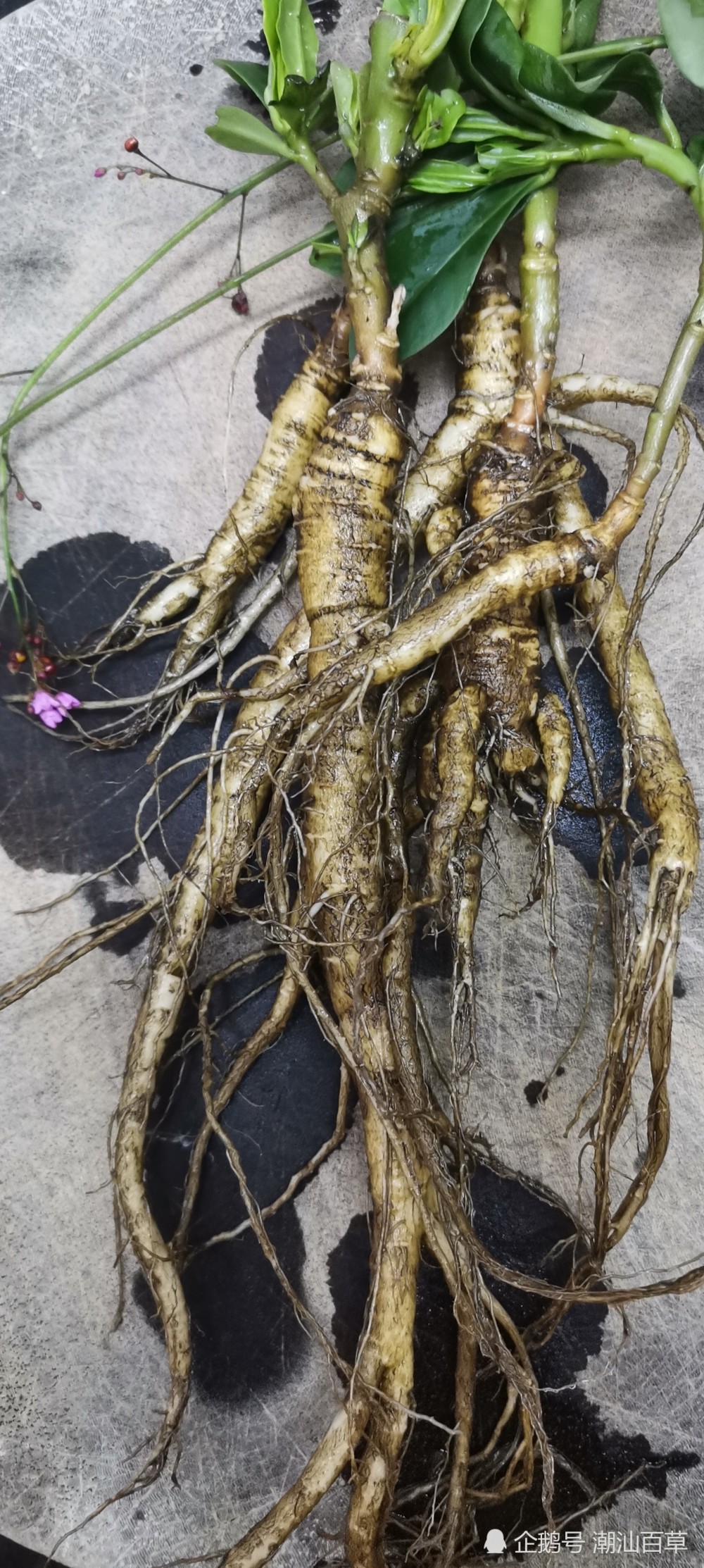 潮汕中草药之土人参 既可观赏又可药疏兼用 功效大 腾讯新闻