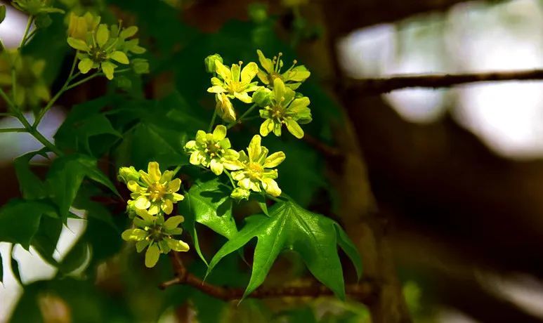 所有人代钦塔拉的五角枫开花了你不去看看