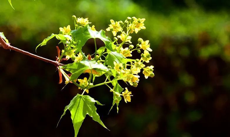 所有人代钦塔拉的五角枫开花了你不去看看