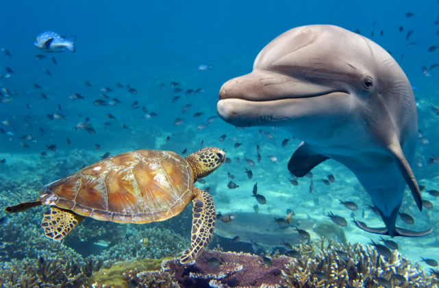 天生就是搞怪精灵论恶作剧我只服它们