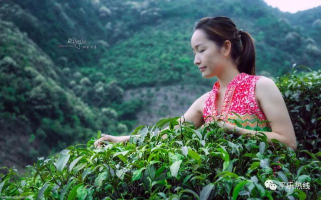 平乐高山深山中采茶姑娘把茶采