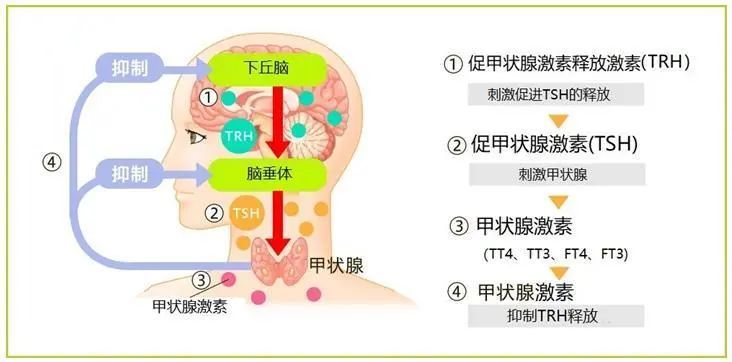 甲状腺激素检查你都知道吗?