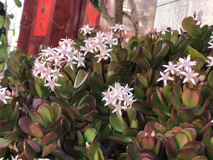 没想到玉树也能开花 茂盛小花倍感珍惜 学会技巧就能年年赏 腾讯新闻