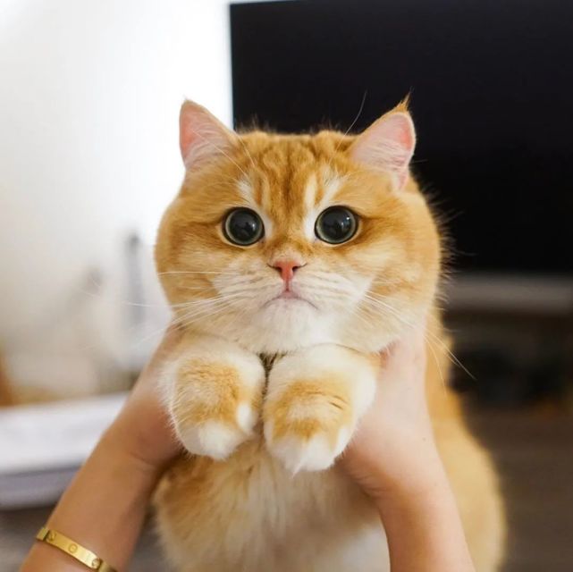 金渐层大脸猫,谁能抵抗它的诱惑啊!|金渐层|吸猫|cat|hosico