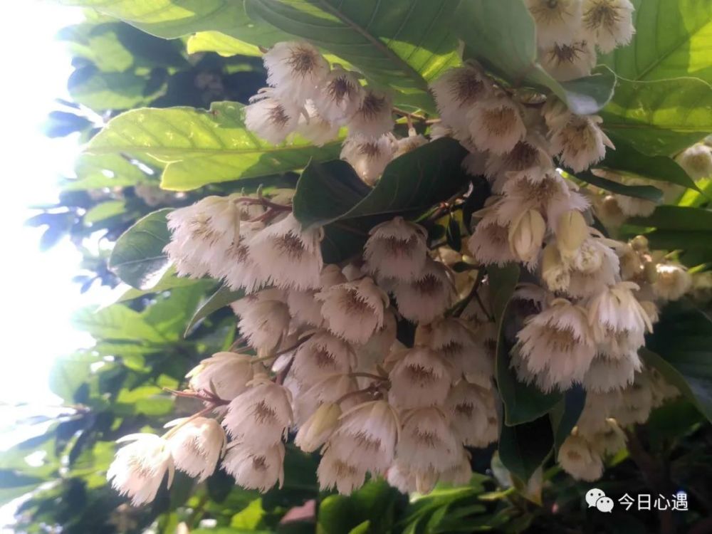 像蜂巢一样的花朵,密密麻麻组成一序列,且花散发出芳香的味道