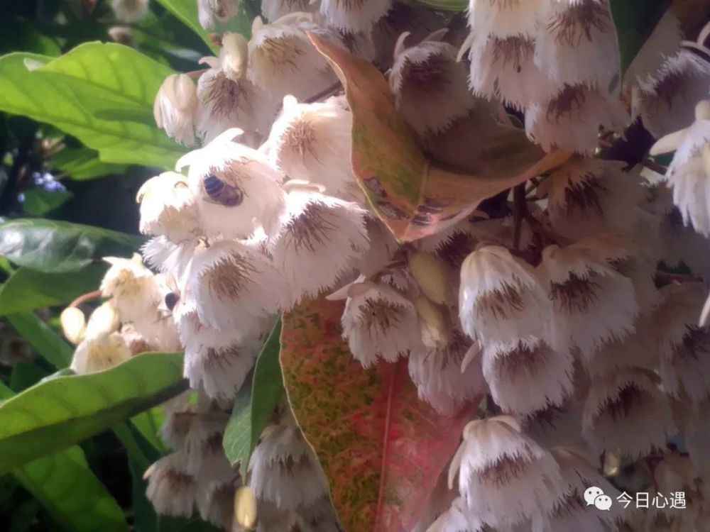 像蜂巢一样的花朵,密密麻麻组成一序列,且花散发出芳香的味道