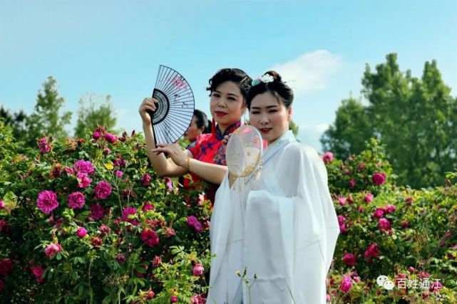 漂亮 通江有个 玫瑰花海 正值花期 美景美人呈现 通江县 满园 夜莺 美景 玫瑰园