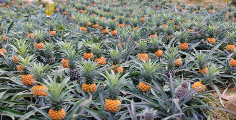 神湾菠萝飘香的季节来了!