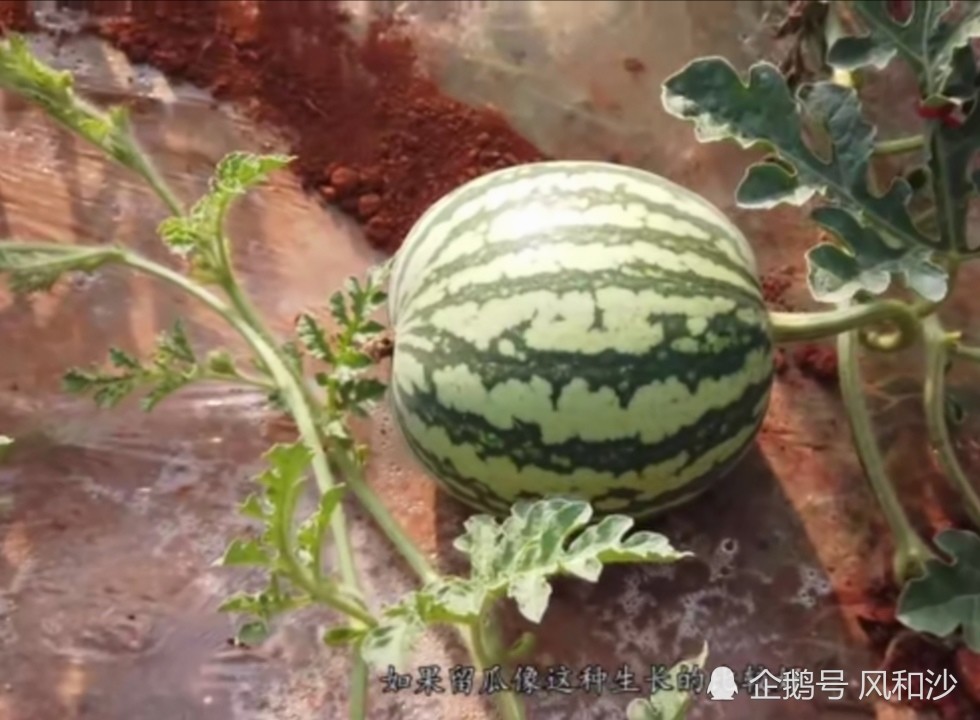 在农村沙土地比较适合种花生 西瓜 土豆 腾讯新闻