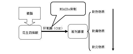 抑制环氧合酶(cox-1,减少对胃黏膜具有保护作用的前列腺素(pg)合成