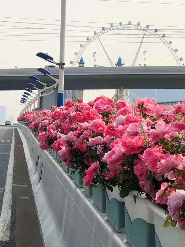 上海高架路穿上花衣裳