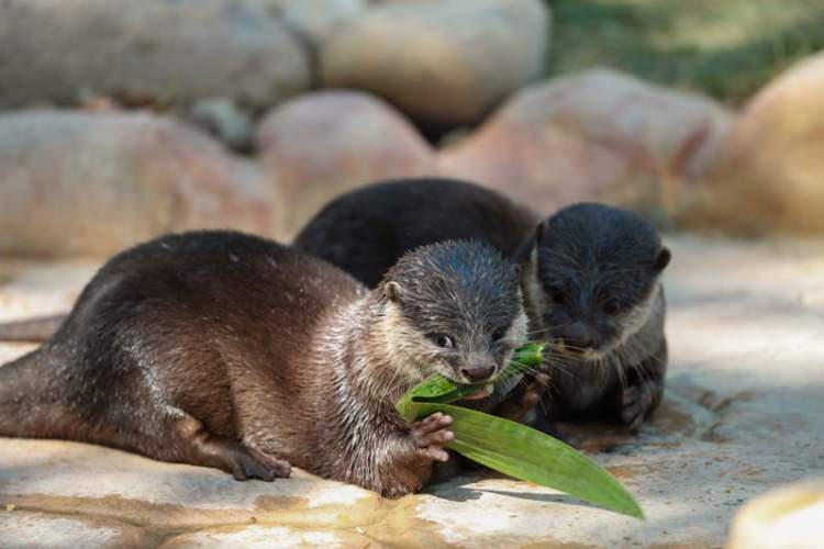 全新亚洲小爪水獭登场天鹅湖环线升级五一去野生动物园有新看点