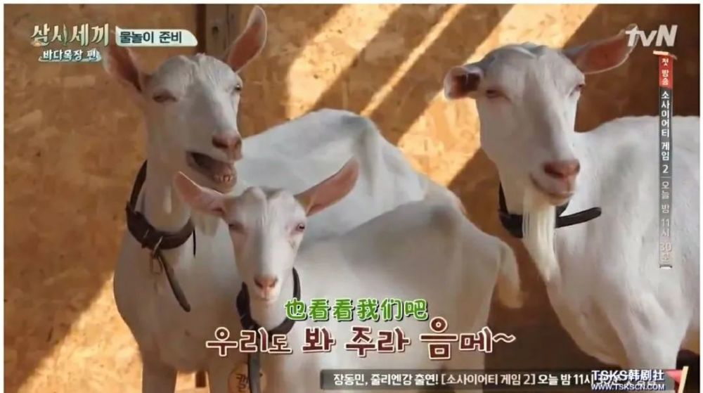 甚至还有蠢萌蠢萌的山羊也有慵懒好rua的猫咪另外,每一季的《三时三餐