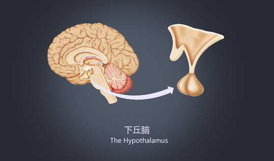 排卵障碍和下丘脑