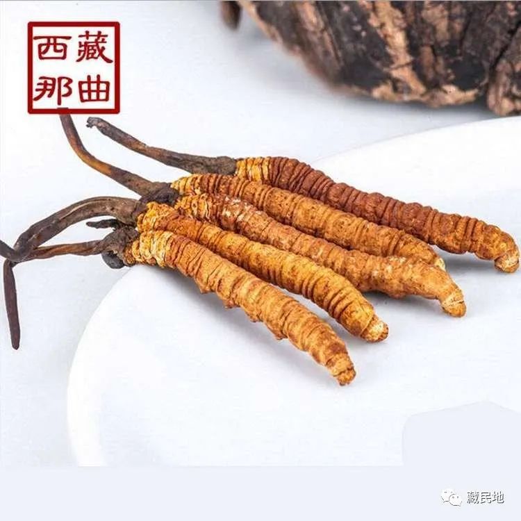年西藏那曲虫草价格表 去虫草村探寻新鲜虫草的最新价格 腾讯新闻