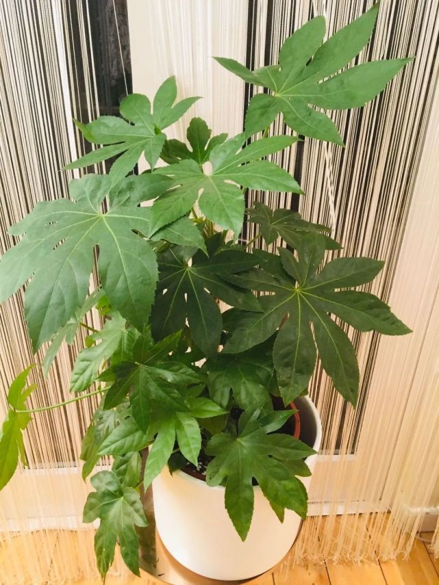 在树荫下养着仍能开花的八角金盘,养成室内观叶绿植是不错的选择