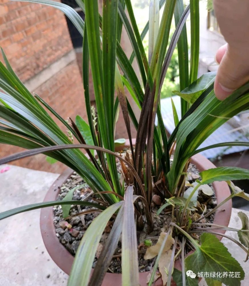 8年不换土的兰花年年开花爆盆吗现成的例子小心腐苗留下后遗症