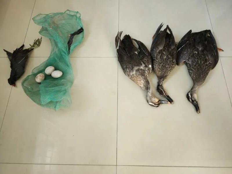 抚州四男子晚上持土铳打野鸭,离开时被当场抓获!