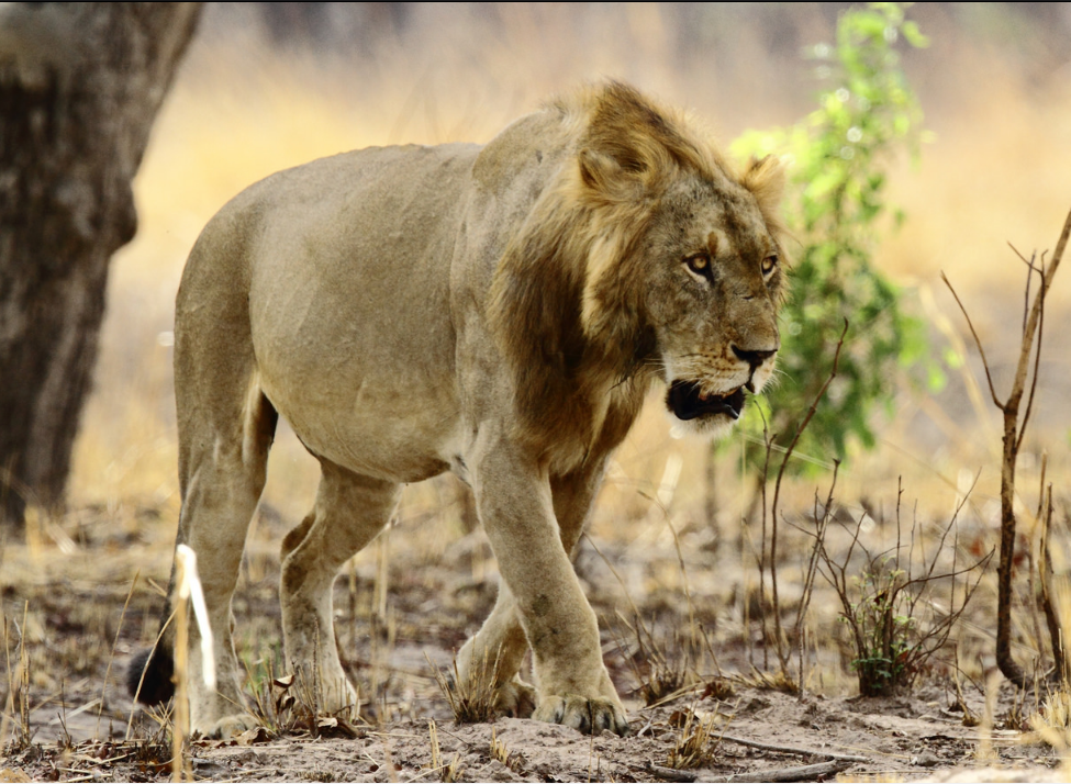 巴奈特等9位学者通过dna测序,发现西非和北非的狮子更接近亚洲狮,而不