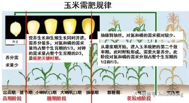 玉米全生长周期施肥方案,种玉米的大户都应该收藏