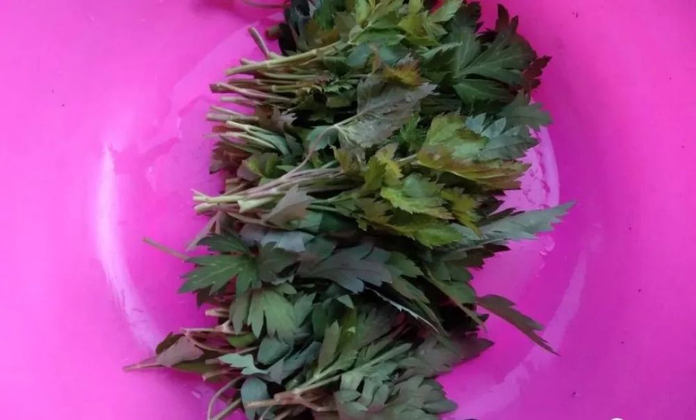 姨妈菜你可能不知道,药名大家都很熟悉,泡水或当菜