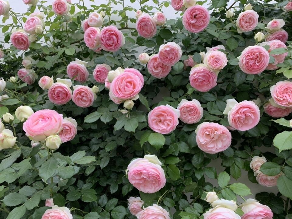 地栽了7年的粉色龙沙宝石长成2米老桩一次开花近千朵