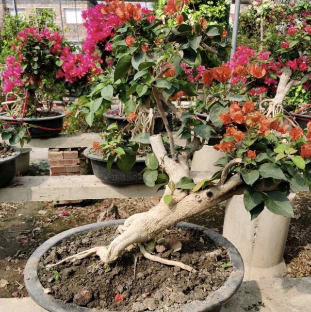 把三角梅养成盆景老桩1盆500元开花颜值更高