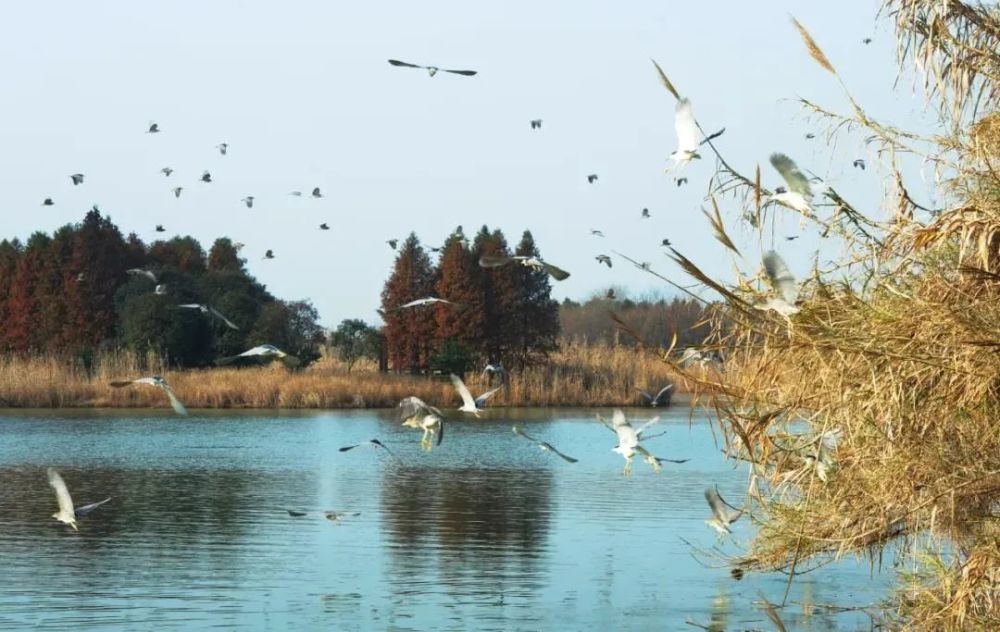 农家乐)——太仓市长江口湿地公园——品太仓江海河三鲜美食线路概况