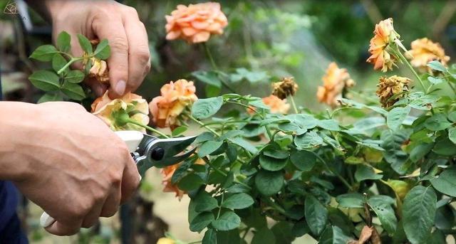 这几种花开败了立马修剪 还能再开一次花 持续个把月 腾讯新闻