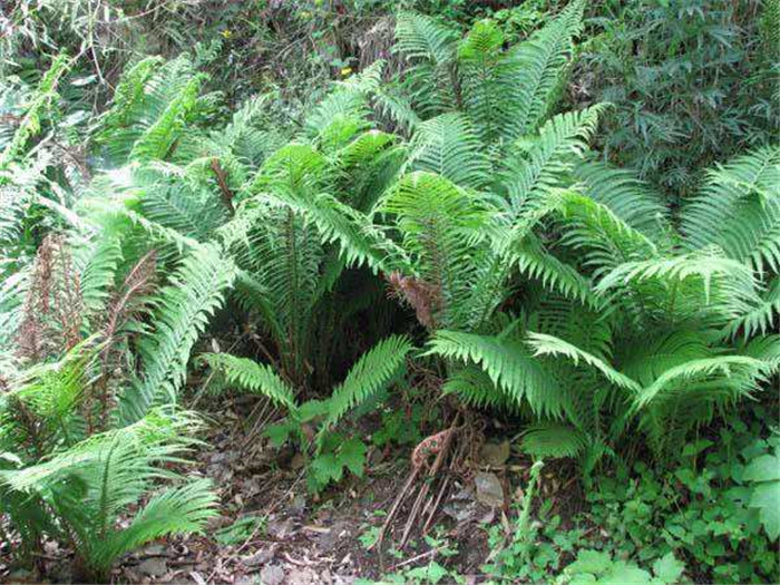 绵马贯众这种植物的根是可以入药的,价格一斤能够卖到9元,在药材市场