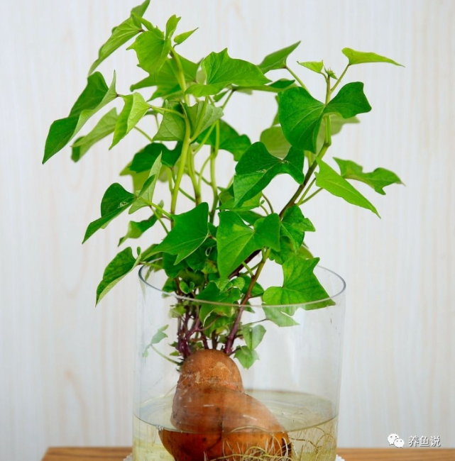 除了水草外有什么植物能种鱼缸里 3种 能美化鱼缸还能净化水质 腾讯网