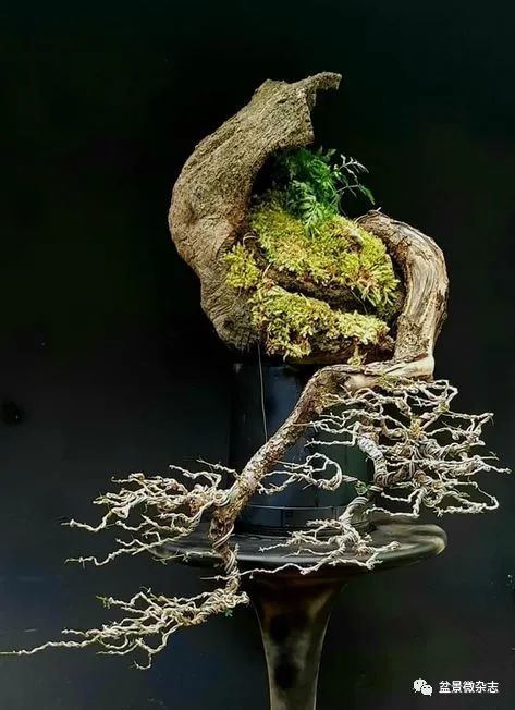 回旋式盆景这是半悬的一种延伸,植物向一边悬挂,但是急落的旋转,向着