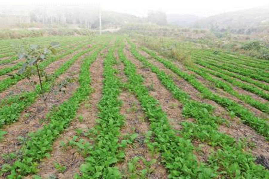 何延根抒情诗——《我在乡下还有二亩薄地》
